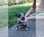 Small #1 Australian Cattle Dog