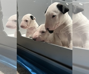 Bull Terrier Puppy for sale in WAYLAND, MI, USA