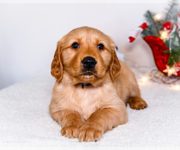 Medium Photo #5 Golden Retriever Puppy For Sale in WAKARUSA, IN, USA
