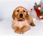 Small #4 Golden Retriever