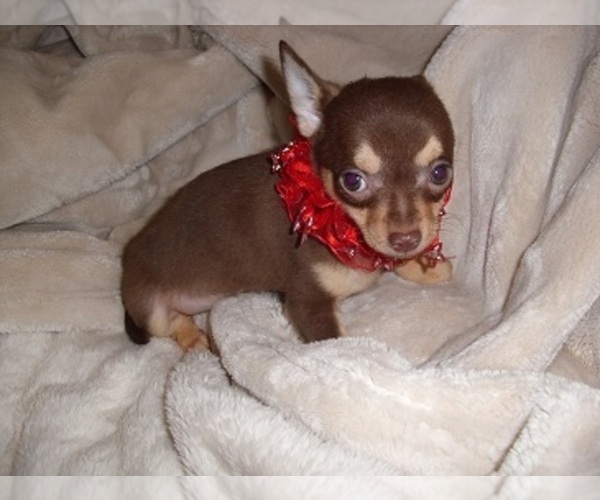 Medium Photo #1 Chihuahua Puppy For Sale in MADISON, MS, USA