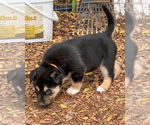 Small #7 Gerberian Shepsky