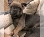 Small Photo #3 French Bullhuahua Puppy For Sale in LEAVENWORTH, WA, USA