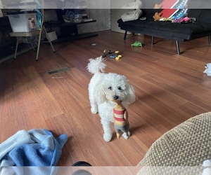 Poodle (Toy) Puppy for sale in MOUNT PLEASANT, MI, USA