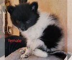 Small #6 Pomeranian
