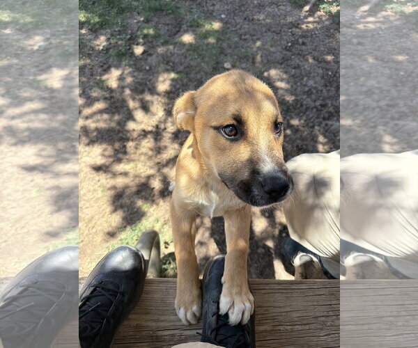 Medium Photo #2 Catahoula Leopard Dog-Labrador Retriever Mix Puppy For Sale in Coralville, IA, USA