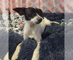 Small #10 Rat Terrier