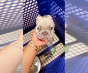 French Bulldog Puppy for sale in MODESTO, CA, USA