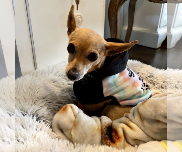 Medium Photo #24 Chihuahua Puppy For Sale in Oakhurst, NJ, USA