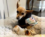 Small #23 Chihuahua