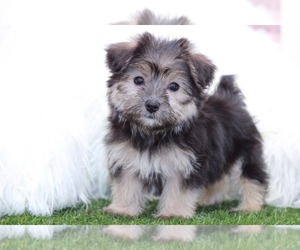 Morkie Puppy for sale in MARIETTA, GA, USA
