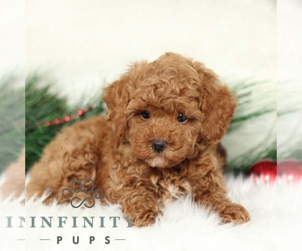 Medium Photo #1 Poodle (Toy) Puppy For Sale in CHRISTIANA, PA, USA