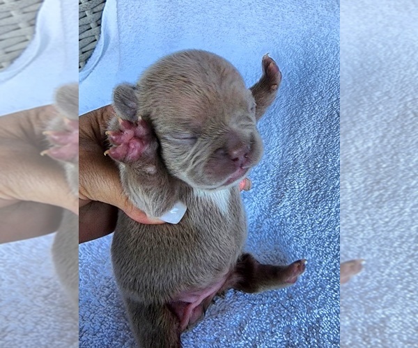 Medium Photo #2 French Bulldog Puppy For Sale in LAS VEGAS, NV, USA