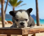 Small #5 French Bulldog
