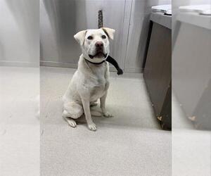 Huskies -Labrador Retriever Mix Dogs for adoption in Fairbanks, AK, USA