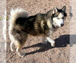 Small #1 Siberian Husky
