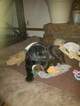 Small Photo #6 Labrador Retriever Puppy For Sale in BRKN ARW, OK, USA