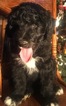 Small Photo #24 Aussiedoodle Puppy For Sale in ARBA, IN, USA
