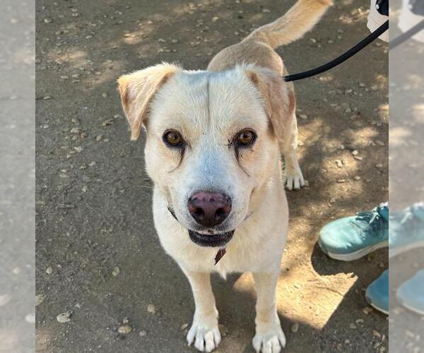 Medium Photo #11 Labrador Retriever-Unknown Mix Puppy For Sale in San Diego, CA, USA