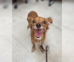 Small #6 Chihuahua