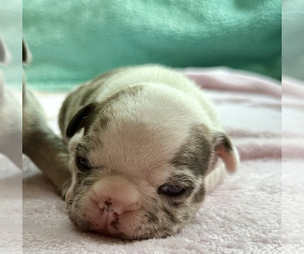 Medium Photo #3 French Bulldog Puppy For Sale in GEORGETOWN, KY, USA