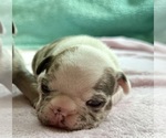 Puppy White Merle fm French Bulldog