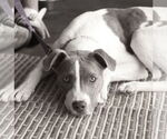 Small Photo #4 Boxer-Unknown Mix Puppy For Sale in Mount Laurel, NJ, USA
