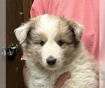 Image preview for Ad Listing. Nickname: Sable Merle M