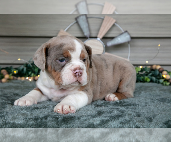 Medium Photo #3 Beabull Puppy For Sale in MILLERSBURG, OH, USA