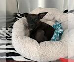 DUCKIE- IN FOSTER - Female Miniature Pinscher-Unknown Mix Dog for Adoption - Small photo