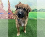 Small #2 Australian Shepherd-Chow Chow Mix