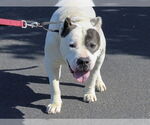 Small #2 American Pit Bull Terrier