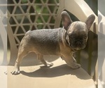 Small Photo #4 French Bulldog Puppy For Sale in UNION CITY, GA, USA