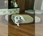 Small #1 Beagle-Spaniel Mix