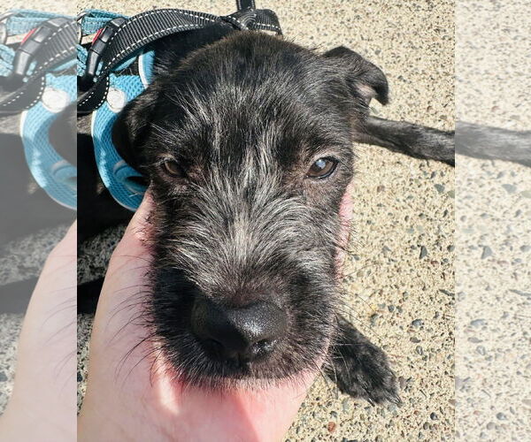Medium Photo #3 Mutt Puppy For Sale in Princeton, MN, USA