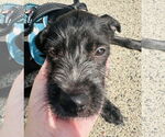 Small #2 Mutt