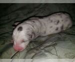 Small Photo #20 Australian Shepherd Puppy For Sale in HERNANDO, MS, USA