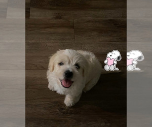 Morkie-Poodle (Miniature) Mix Puppy for sale in BUCKEYE, AZ, USA