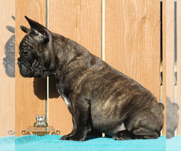 Medium Photo #2 French Bulldog Puppy For Sale in OJAI, CA, USA
