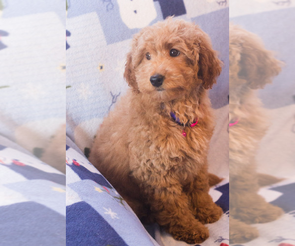 Medium Photo #11 Goldendoodle Puppy For Sale in MILWAUKEE, WI, USA