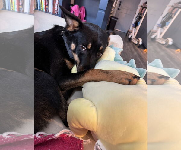 Medium Photo #3 Australian Kelpie-Unknown Mix Puppy For Sale in Dallas, TX, USA
