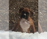 Small Photo #12 Boxer Puppy For Sale in AFTON, WY, USA