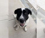 Small #14 Border Collie-Great Pyrenees Mix