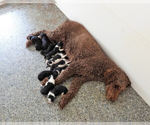 Medium Photo #3 Poodle (Standard) Puppy For Sale in CARLISLE, KY, USA
