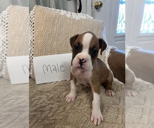 Boxer Puppy for sale in KILLEEN, TX, USA