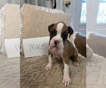 Small Boxer