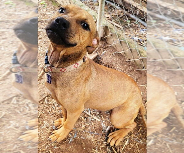 Medium Photo #2 American Pit Bull Terrier-Unknown Mix Puppy For Sale in Fairfax, VA, USA