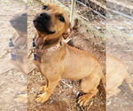 Small #1 American Pit Bull Terrier Mix