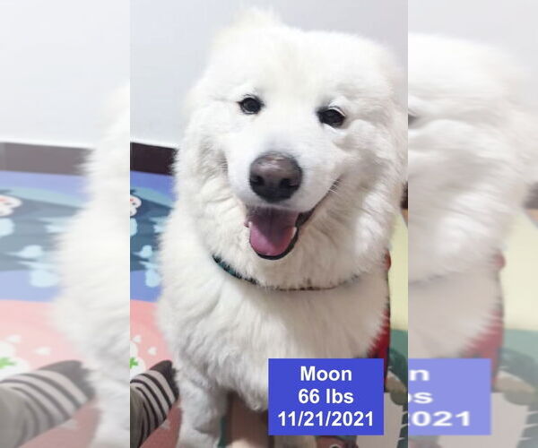 Medium Photo #4 Samoyed Puppy For Sale in West Hollywood, CA, USA