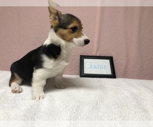 Pembroke Welsh Corgi Puppy for sale in ARTHUR, IL, USA